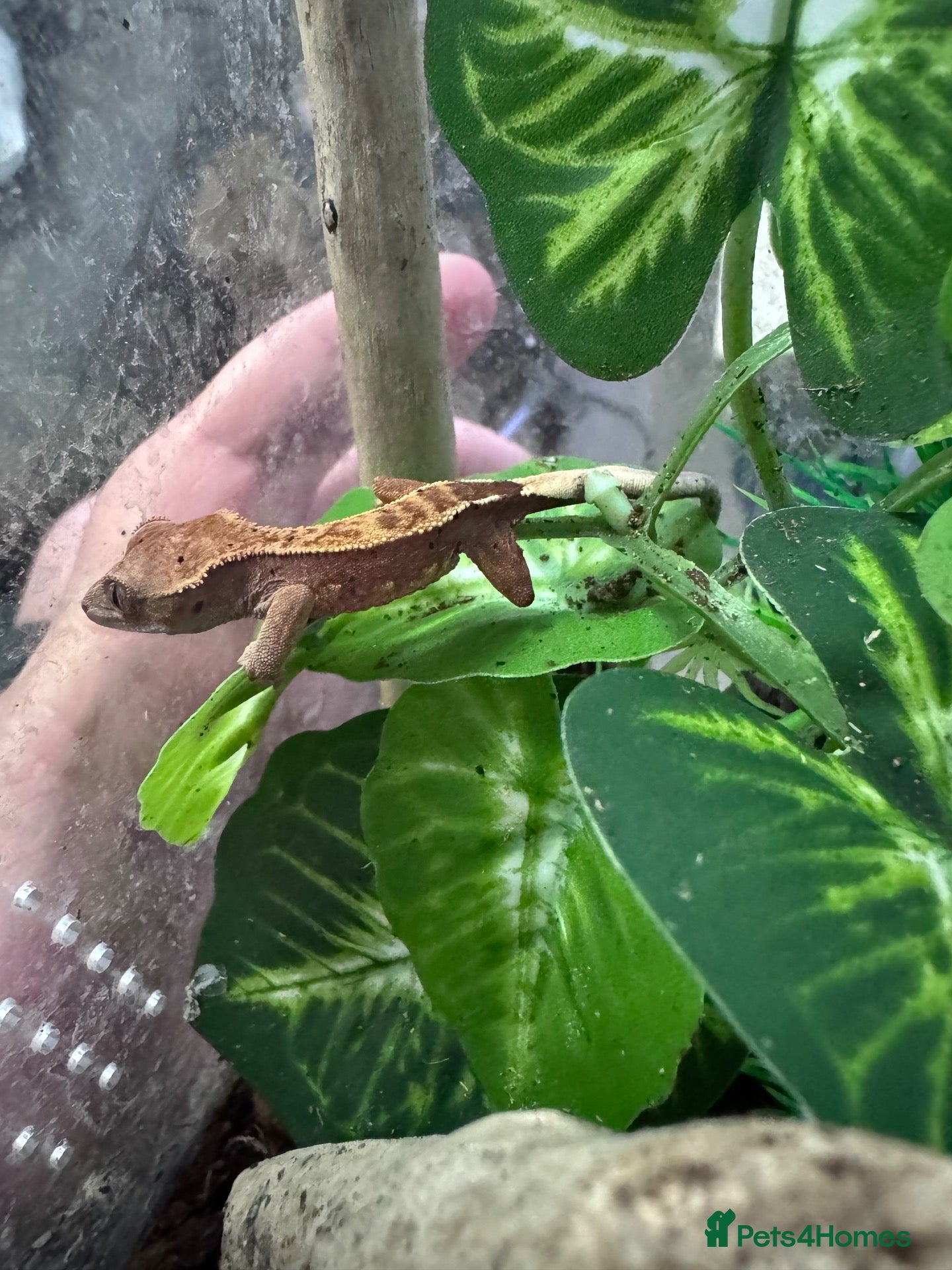 Gecko reptiles Crested gecko babys - Advert 4