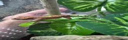Gecko reptiles for sale: Crested gecko babys - Advert 1