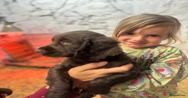 Cocker Spaniel dogs - Advert 13