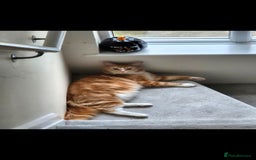 Maine Coon cats for sale: 3 cats looking for a loving home - Image 2