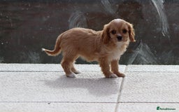 Cavapoo dogs for sale: F1 Cavapoo puppies for sale - Image 32
