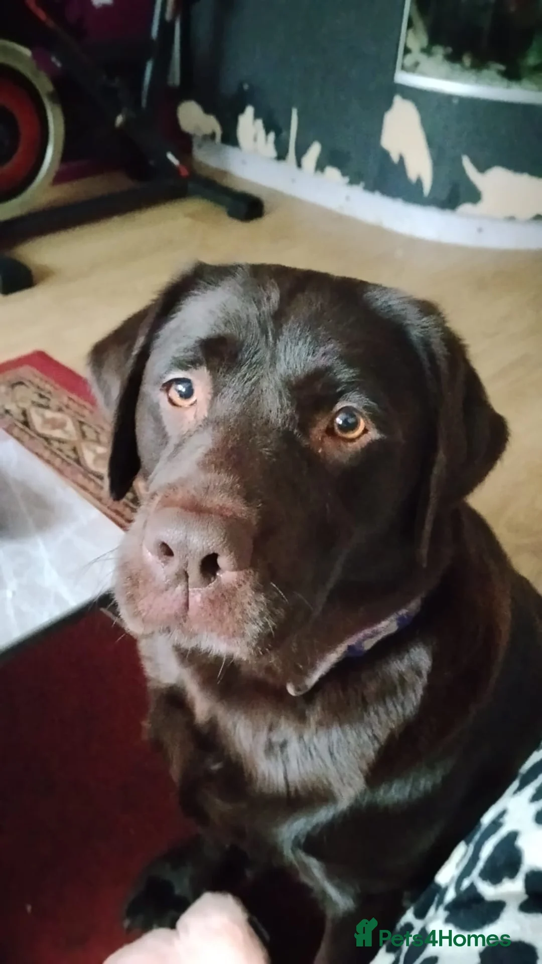 Labrador Retriever dogs for sale: Labrador retriever boy puppy  - Advert 2