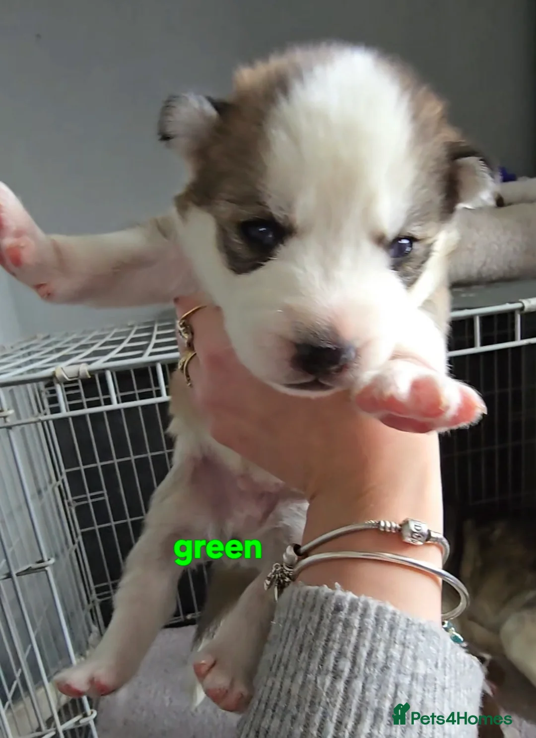 Siberian Husky dogs for sale: Husky puppies  - Advert 23