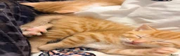 Domestic Shorthair cats for sale: 3 ginger and white boy kittens  in Cumnock - Advert 10