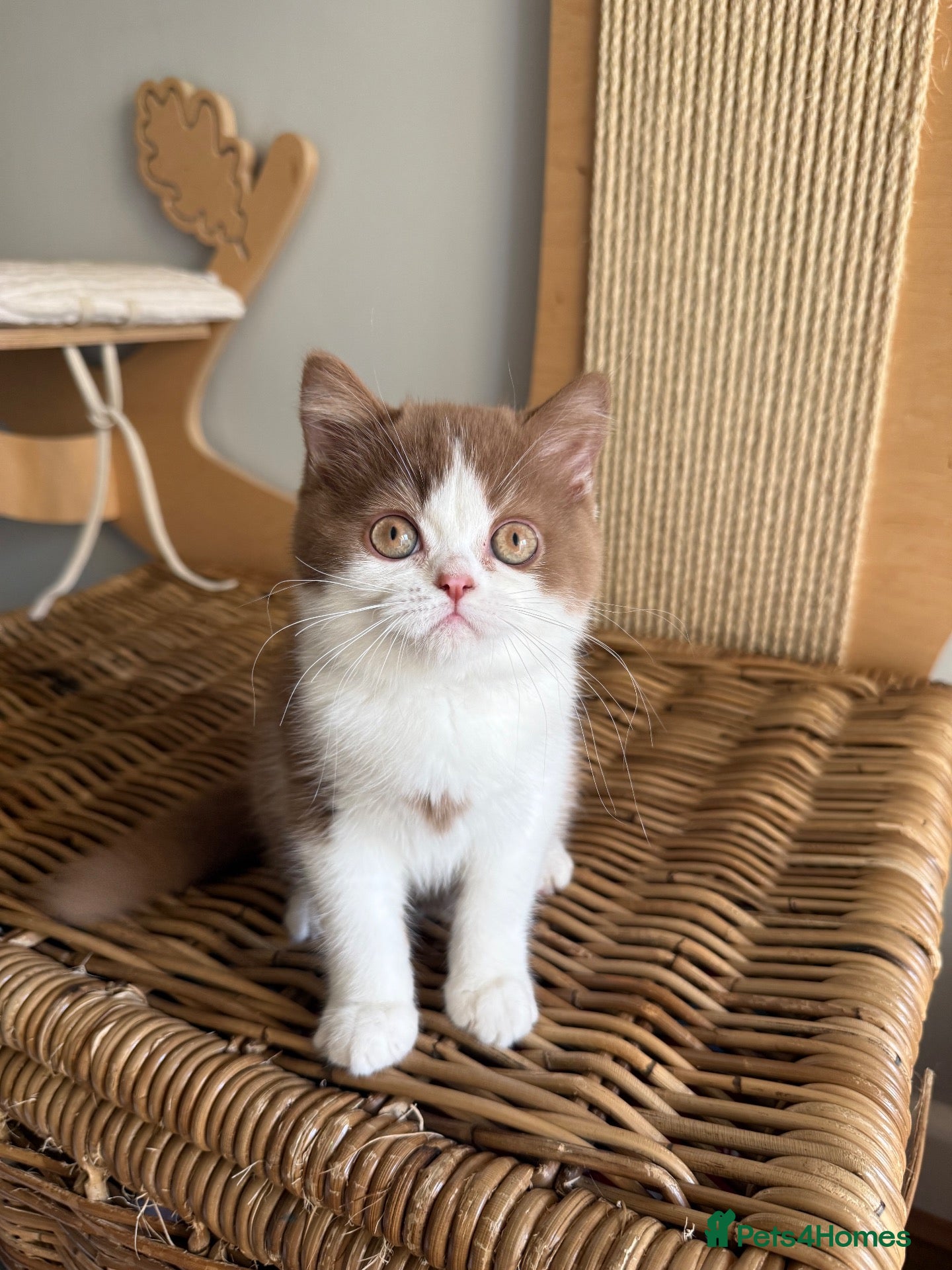 British Shorthair cats Stunning line BSH and BLH sisters  - Advert 2