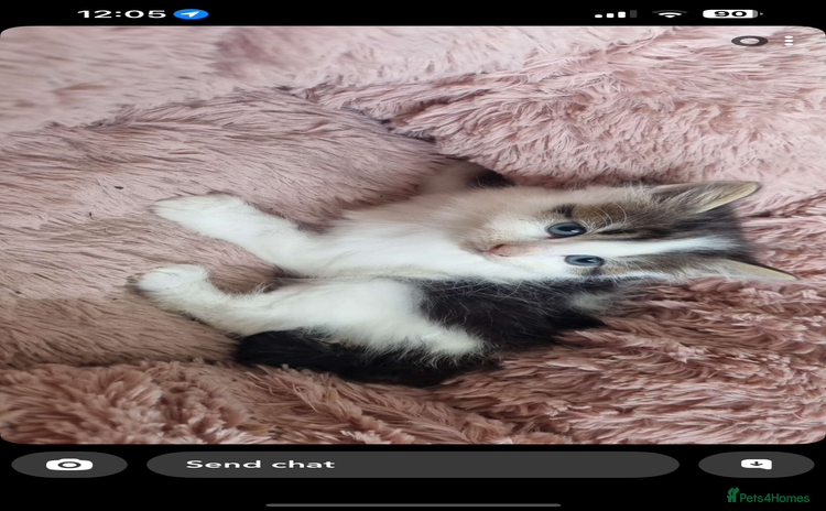 British Longhair cats - Advert 17
