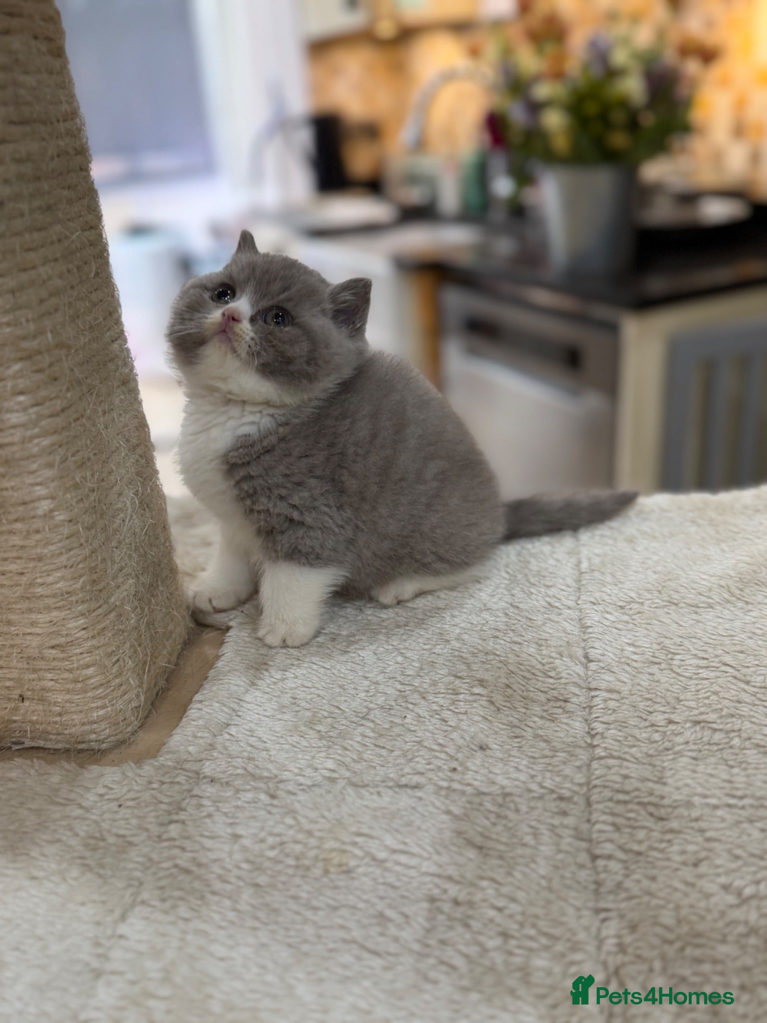 British Shorthair cats READY NOW or soon - Full Pedigree Registered BSH  - Advert 15