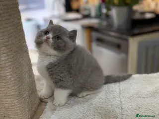 British Shorthair cats READY NOW or soon - Full Pedigree Registered BSH - Advert 15
