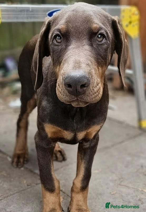 Dobermann dogs 🐕🐾 Ready Now Last Two Stunning Girls! 🏆 🐾 - Advert 10