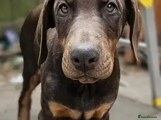 Dobermann dogs 🐕🐾 Ready Now Last Two Stunning Girls! 🏆 🐾 - Advert 2