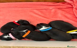 Boston Terrier dogs for sale: K.C. BEAUTIFUL BOSTON TERRIER PUPPIES - Image 5
