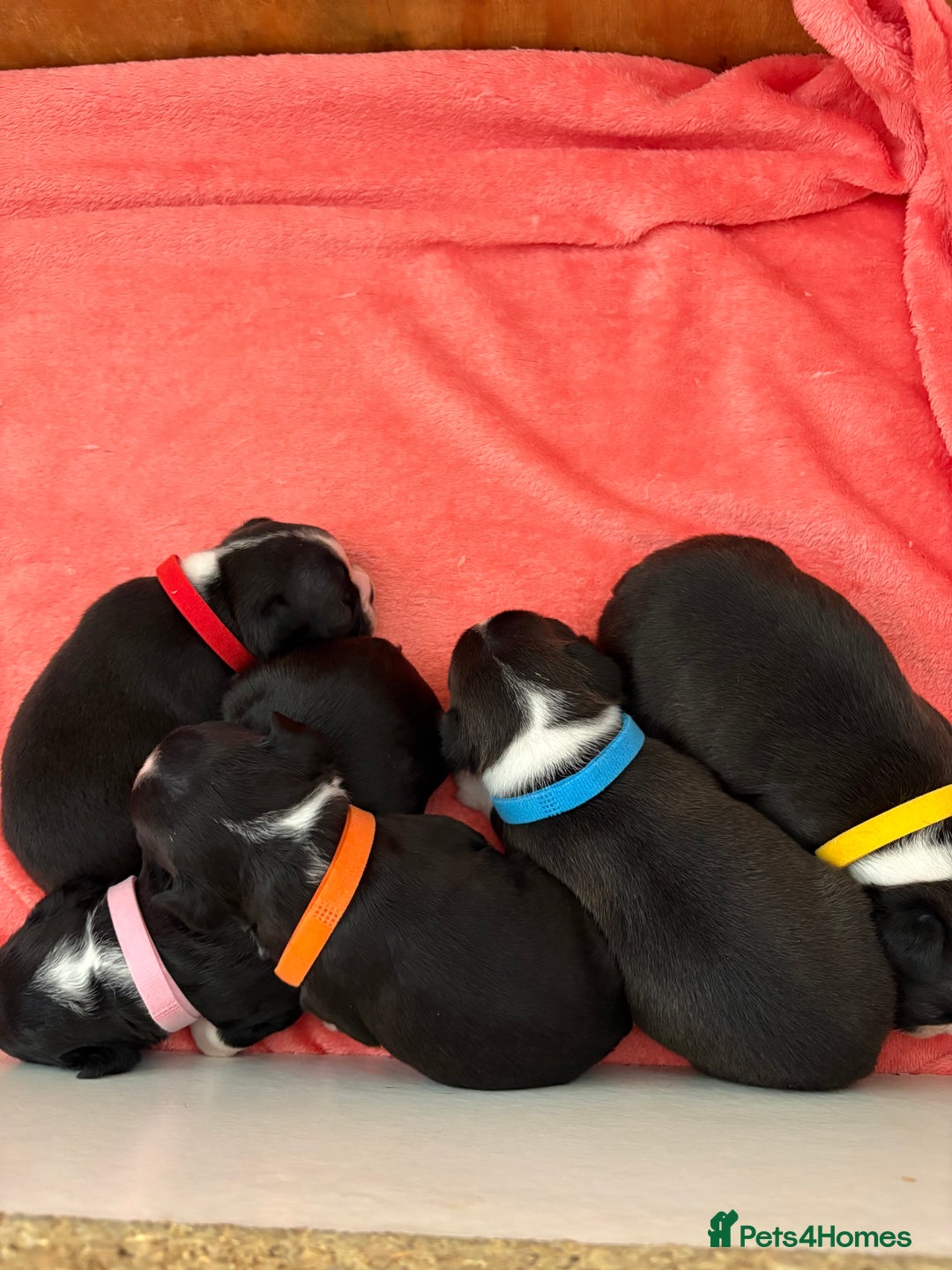 Boston Terrier dogs for sale: K.C. BEAUTIFUL BOSTON TERRIER PUPPIES - Image 5