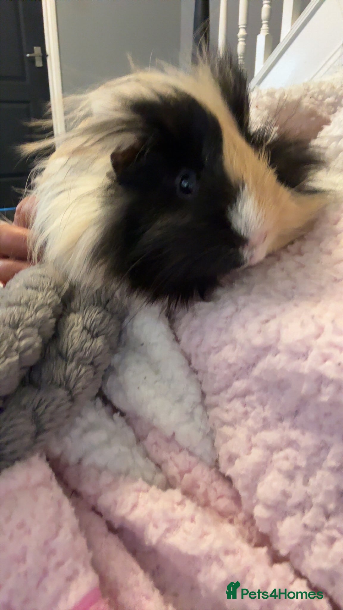 Guinea Pig rodents Guinea pig  - Advert 1