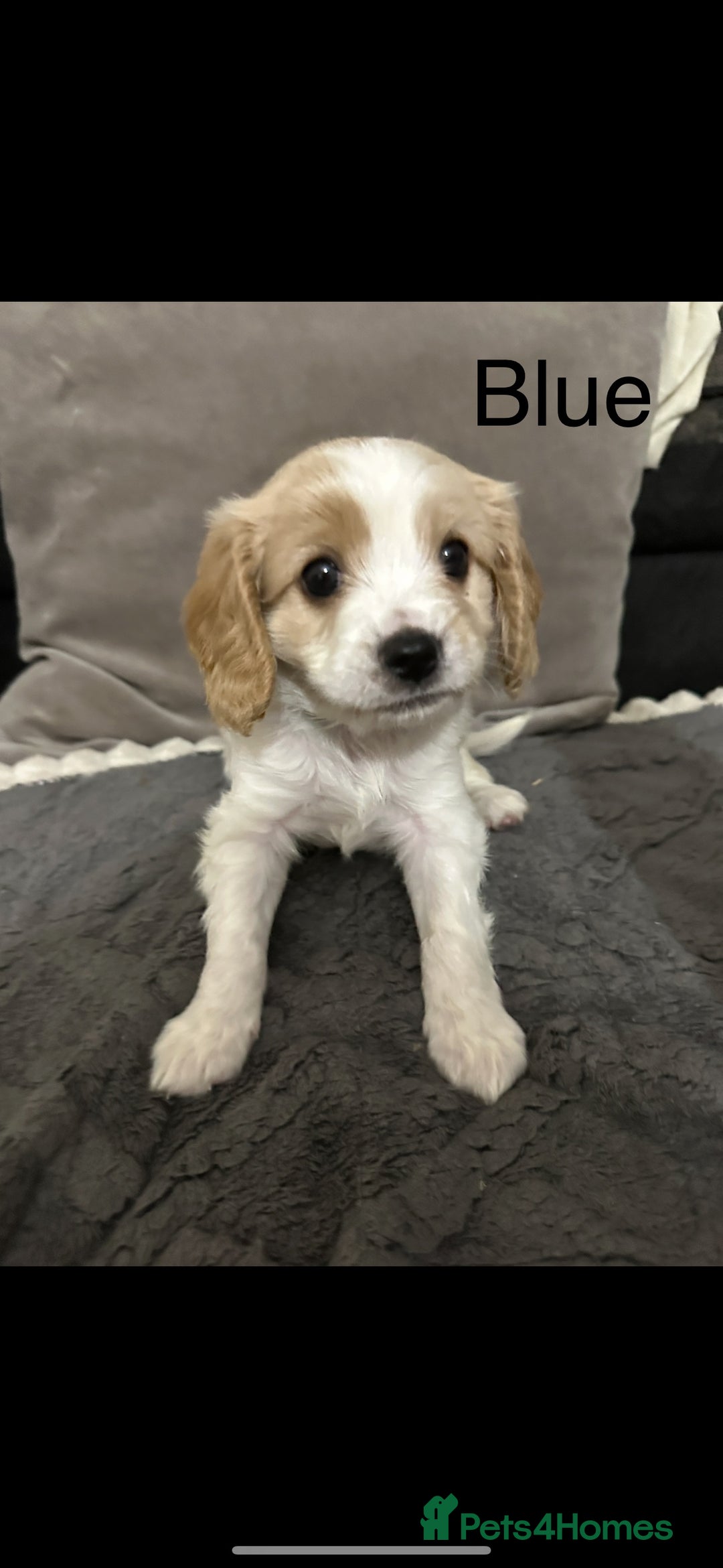 Cavapoo dogs for sale: Six cavapoo puppies F2( d.o.b. 23.10.2025) - Advert 5