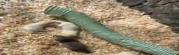 Ferret rodents for sale: 3 baby ferrets for sale - Advert 3