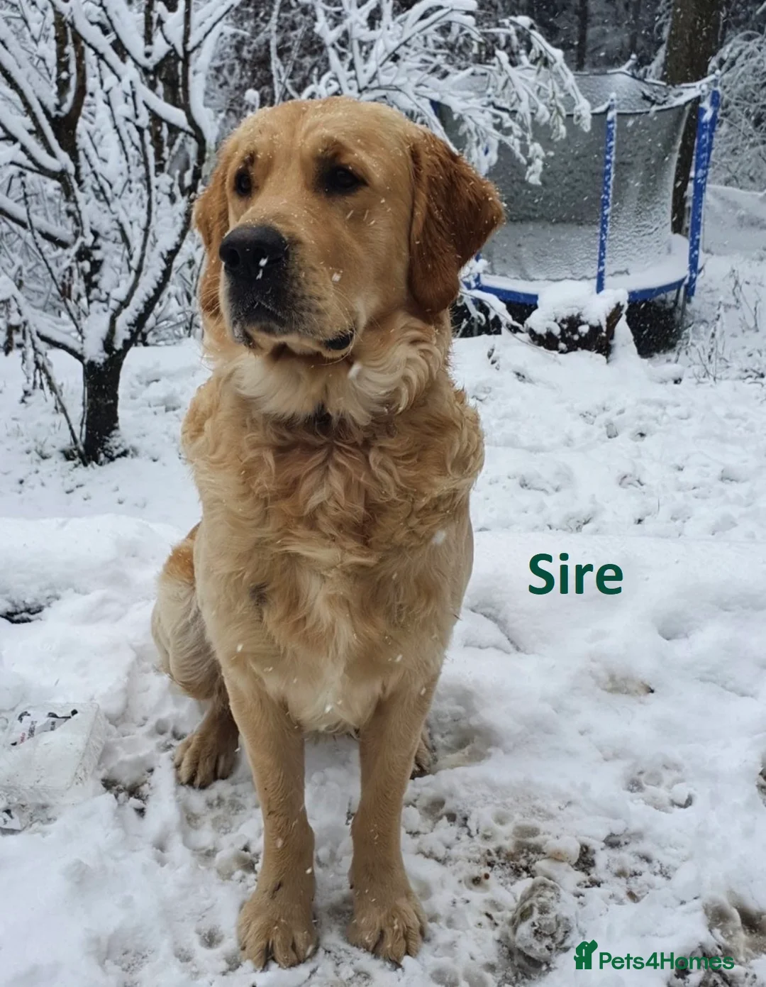 Golden Retriever dogs for sale: KC registered Golden retriever puppies due any day in Banbury - Advert 6