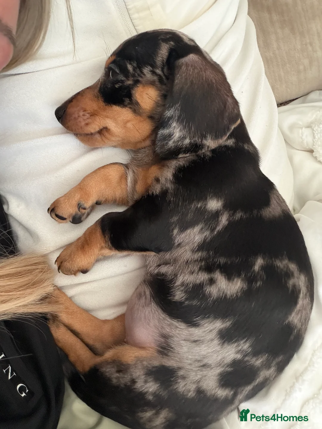 Miniature Dachshund dogs for sale: 🌼 Daisy 🌼  - Advert 6