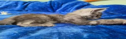 Maine Coon cats for sale: GCCF – Maine Coon kittens - Advert 14