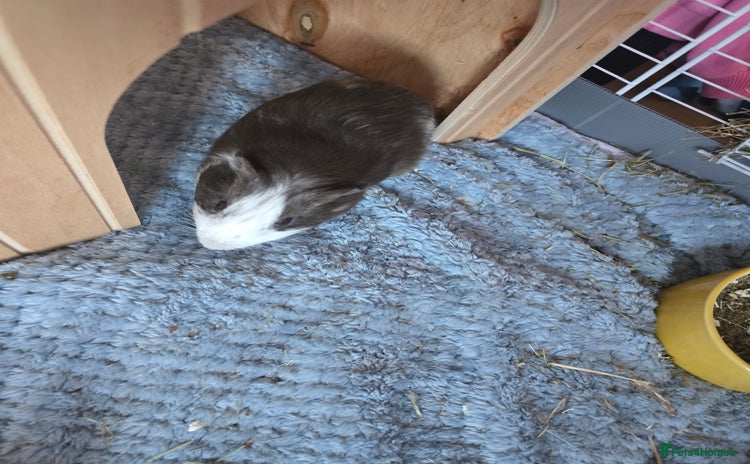 Guinea Pig rodents - Advert 6
