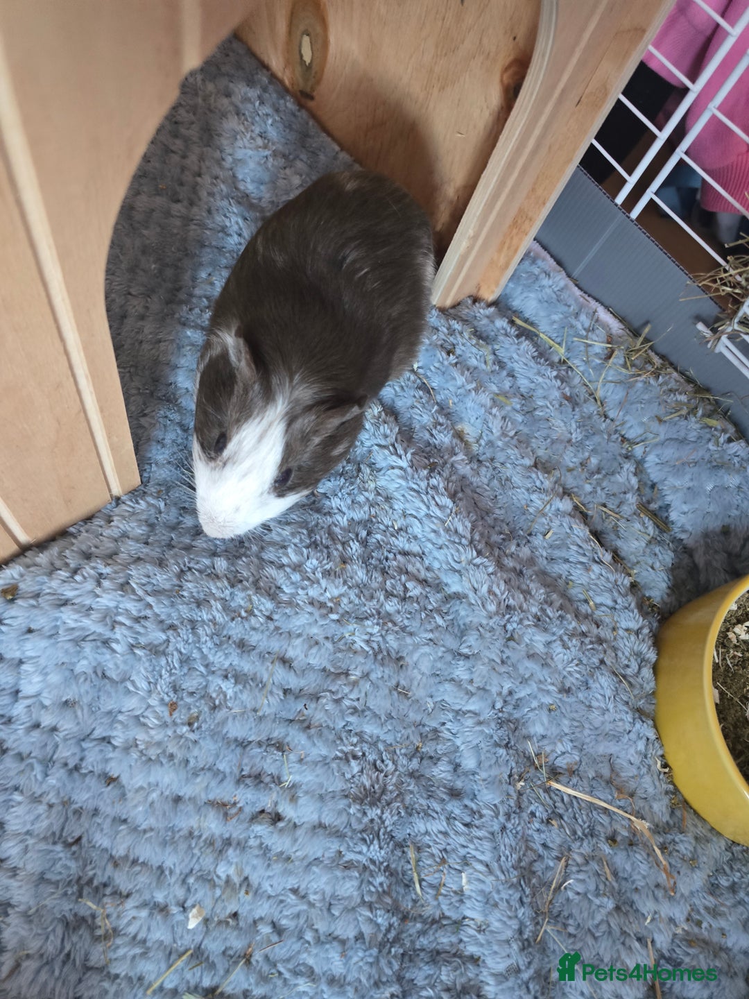 Guinea Pig rodents for sale: Male guinea pig - Image 1