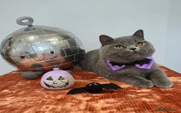 British Shorthair cats for sale: CHAMPION SIRED GCCF REG BSH BLUE MALE KITTEN - Image 3