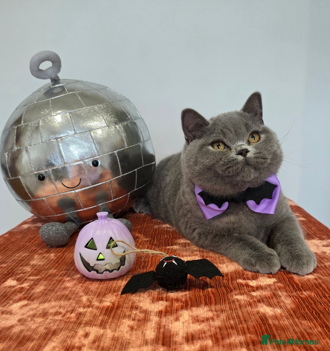 British Shorthair cats for sale: CHAMPION SIRED GCCF REG BSH BLUE MALE KITTEN - Image 3