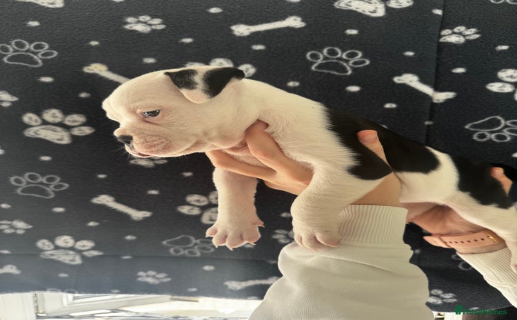 Dorset Olde Tyme Bulldogge dogs - Advert 1