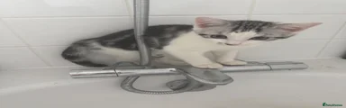 British Shorthair Kitten 2