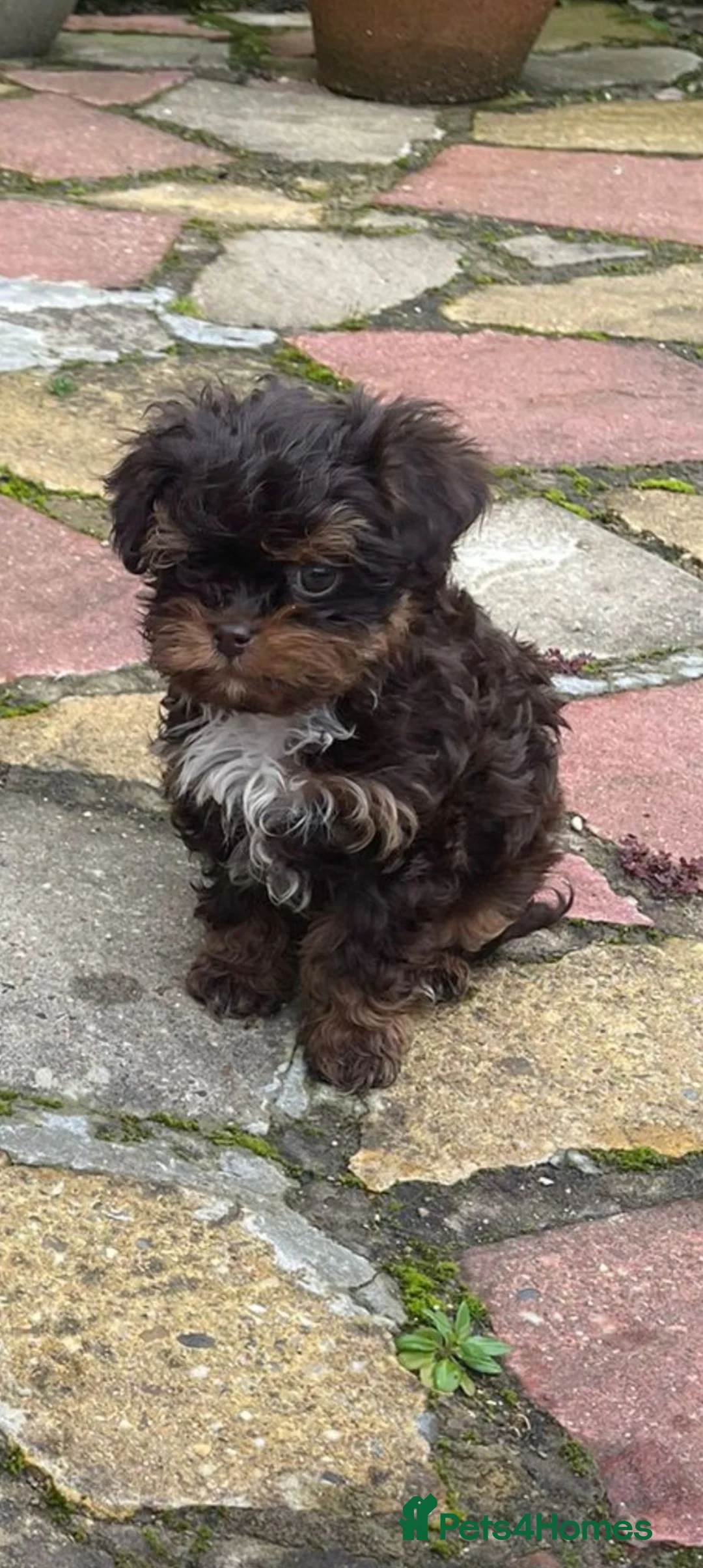 Maltipoo dogs for sale: 1 BLACK TAN BOY AVAILABLE!F1b Asian Maltipoo Puppy - Advert 2