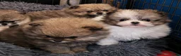 Pomeranian dogs for sale: BEAUTIFUL POMERANIAN GIRLS AVAILABLE  - Advert 6