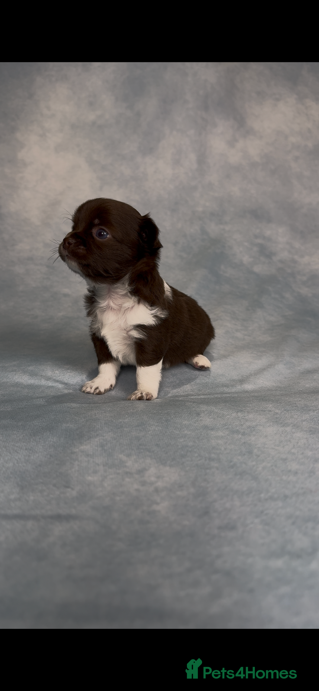 Chihuahua dogs for sale: Chihuahua puppies available on  ** s  - Advert 10
