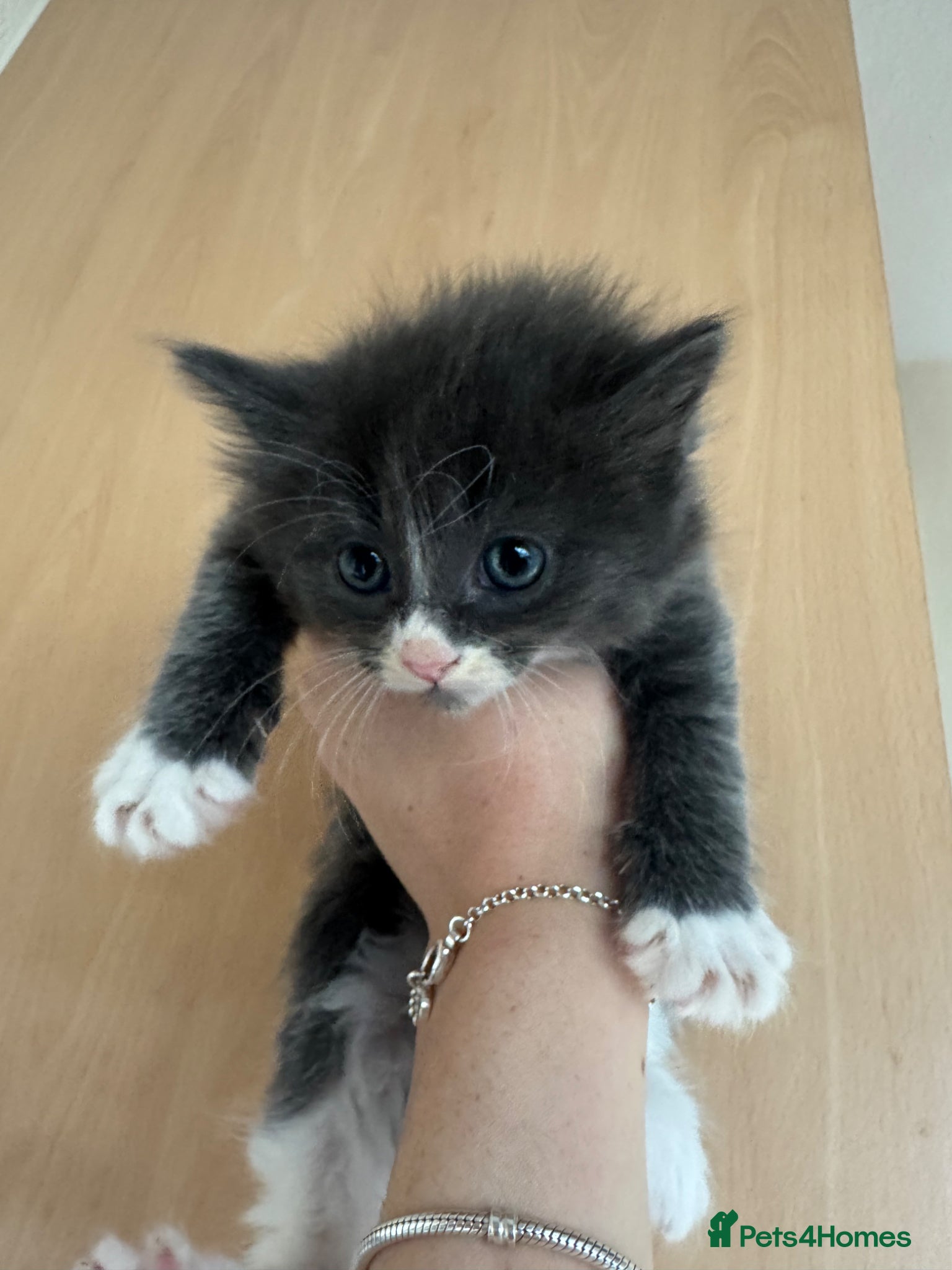 Mixed Breed cats ‼️ Kittens ReadyToGO!!! £100 reduced! Need to go  - Advert 9