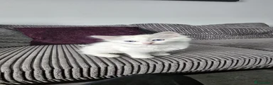 Ragdoll 3
