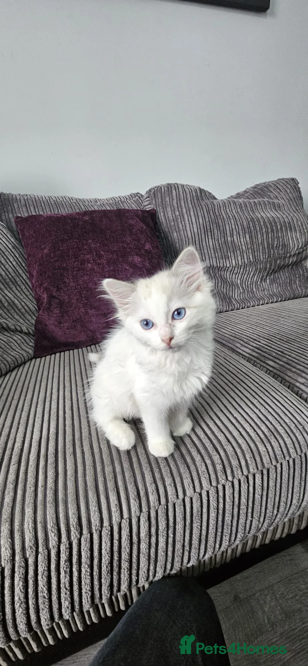 Ragdoll cats for sale: Stunning ragdoll kittens looking for new homes - Advert 10