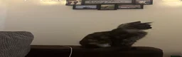 Maine Coon cats for sale: TICA Russian XL Maine Coon Female 🖤 - Advert 8