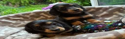 Miniature Dachshund dogs for sale: Two female LH MINI DACHSHUND pups PRA CLEAR ,  - Advert 9