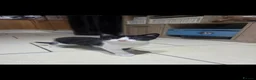 European cats for sale: Beautiful kittens  - Advert 8