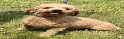Cockapoo dogs for sale: Gorgeous cockerpoo puppies - Advert 7