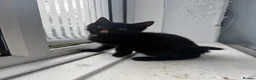 Mixed Breed cats for sale: 2 sisters due to go  in Blackpool - Advert 2
