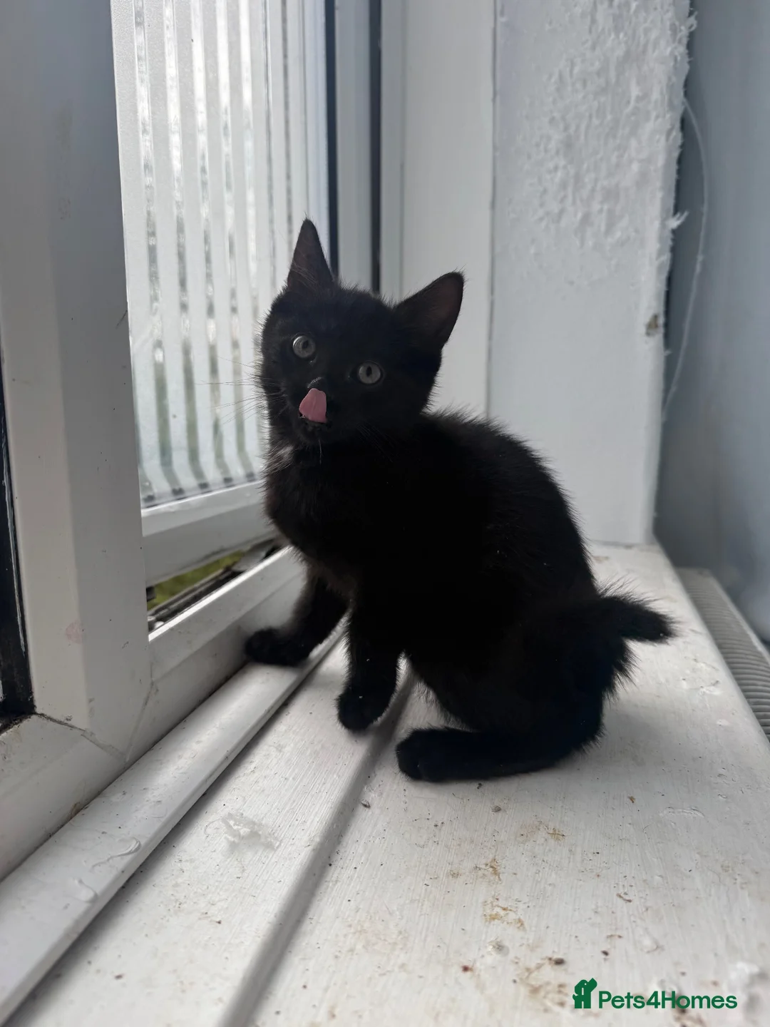 Mixed Breed cats for sale: 2 sisters due to go  in Blackpool - Advert 2