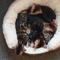 Bengal cats - Advert 2