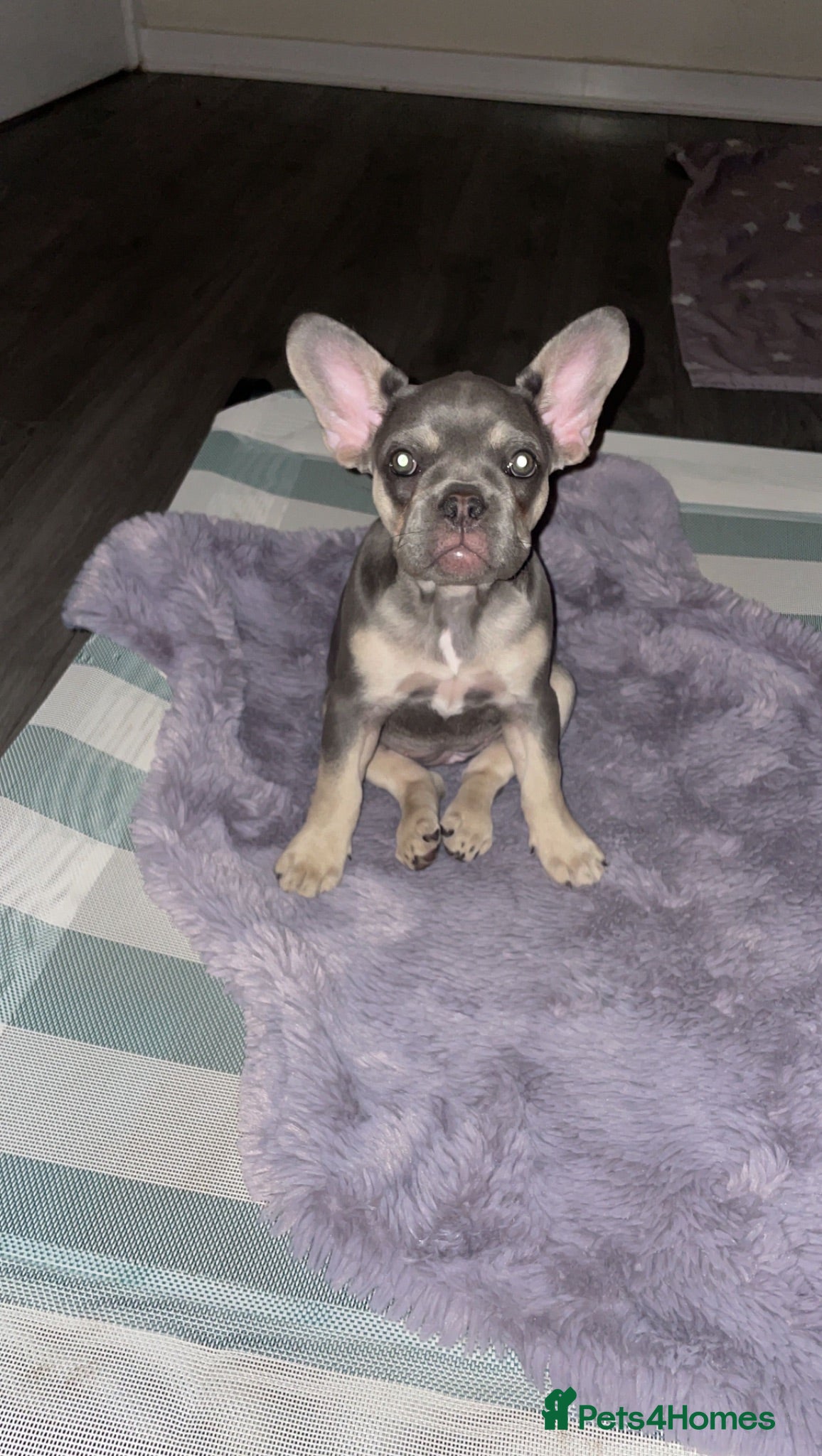 French Bulldog dogs Lilac Tan French Bulldogs  - Advert 23