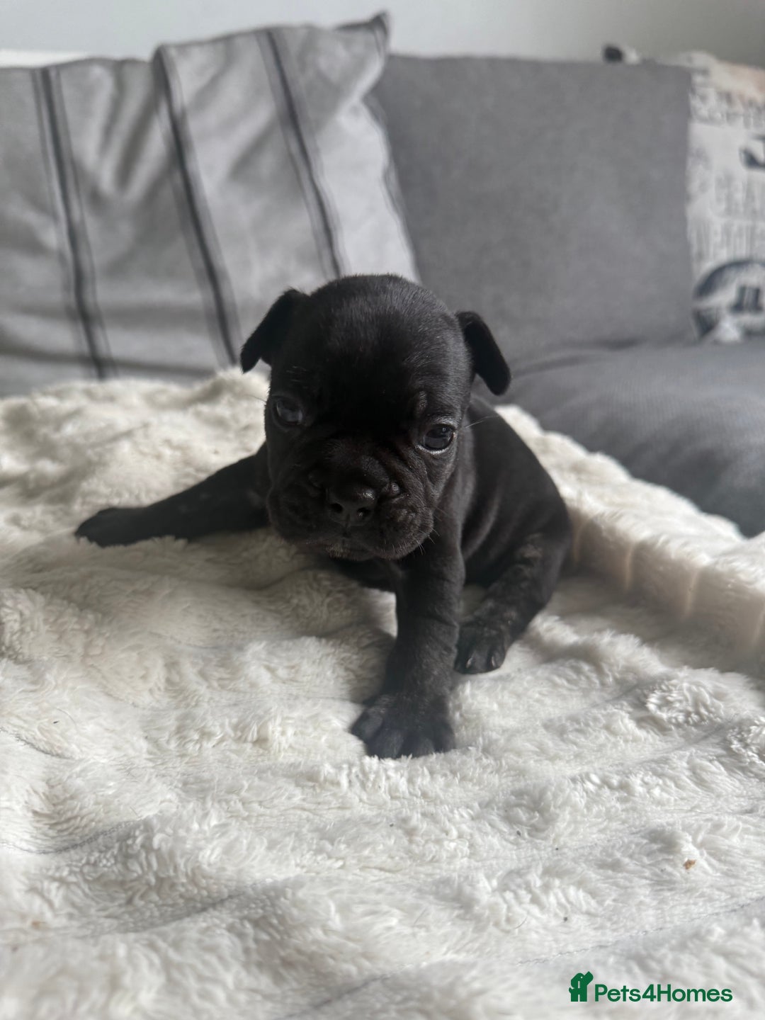 French Bulldog dogs for sale: Frenchie puppies  - Image 2