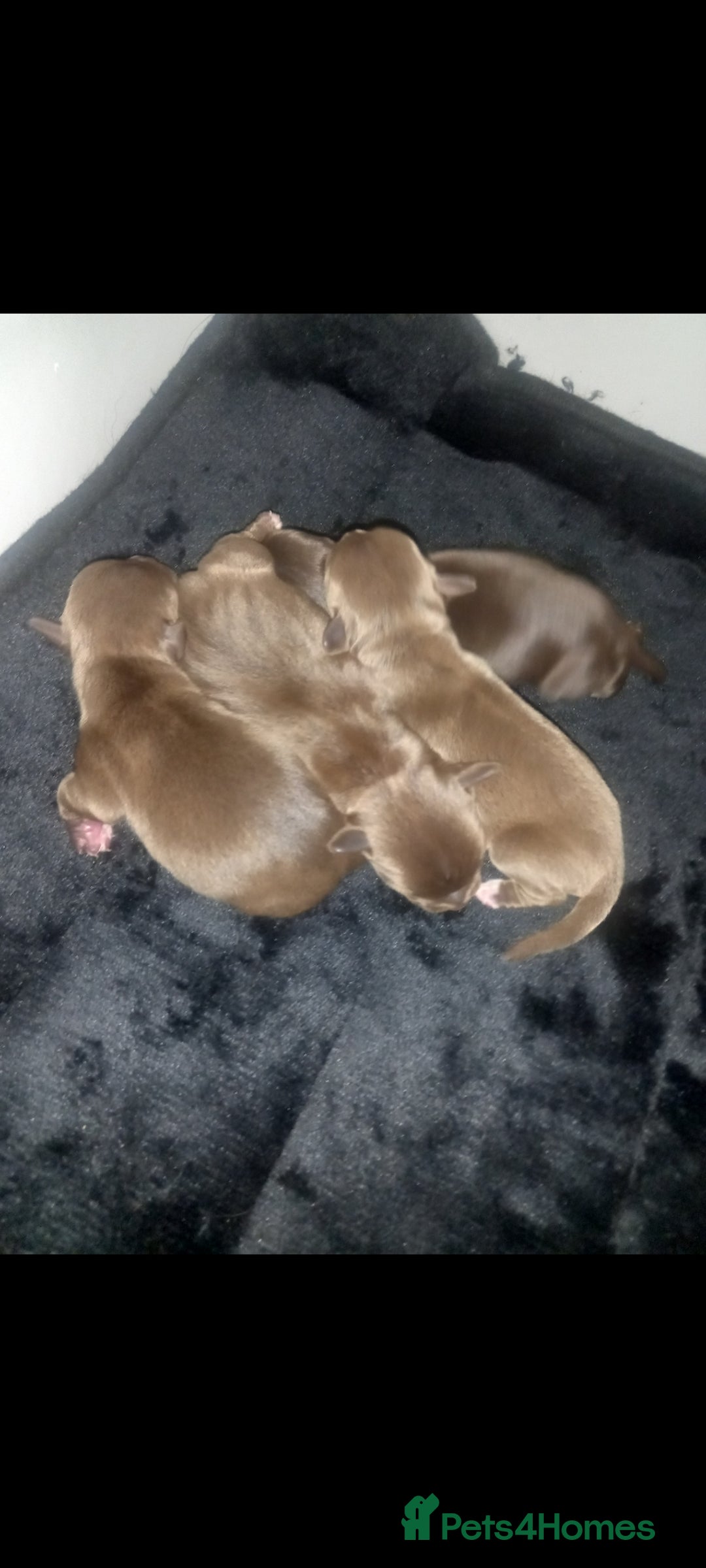 Mixed Breed dogs for sale: Cockerjack puppies - Image 3