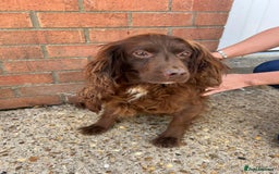 Cockapoo dogs for sale: Cockapoo puppies for sale - Image 13