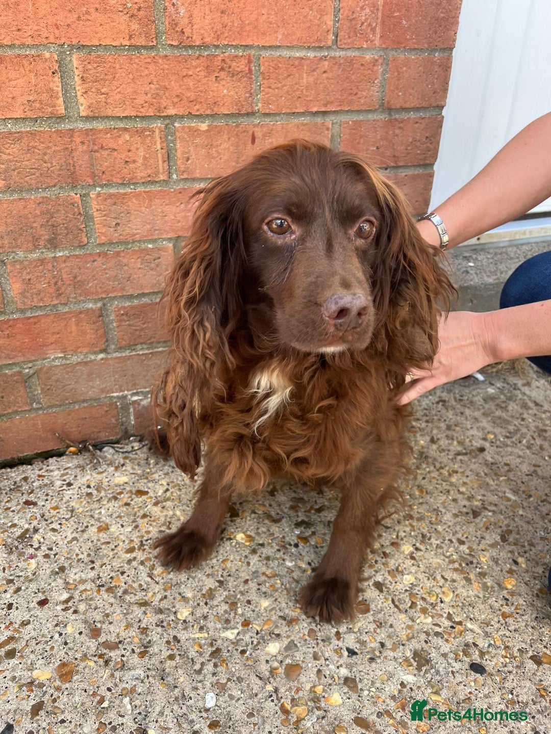 Cockapoo dogs for sale: Cockapoo puppies for sale - Image 13
