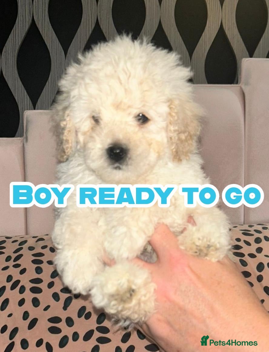 Cavapoochon dogs Exceptional Cavapoochon Boys 3 left - Advert 1