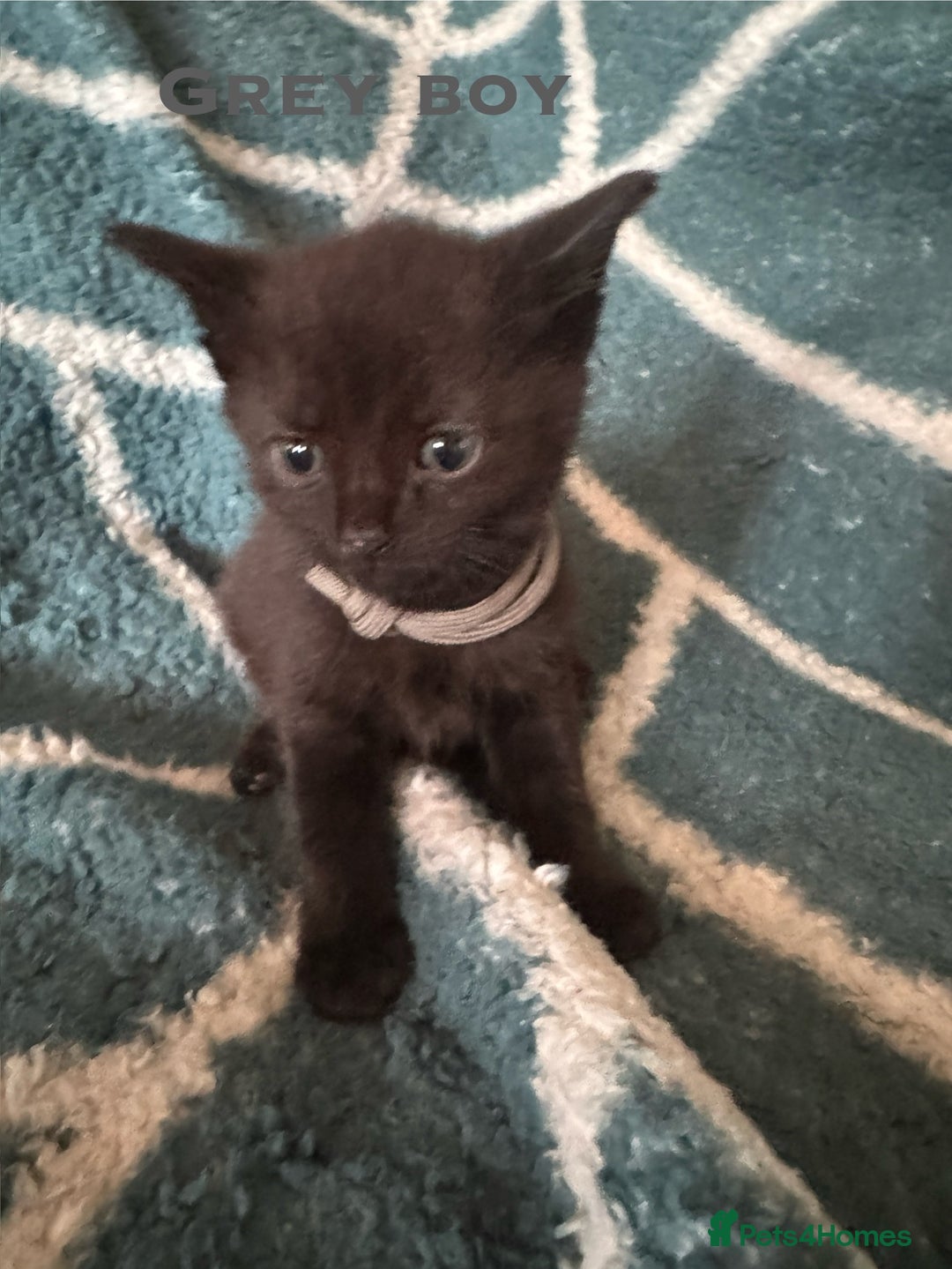 Mixed Breed cats for sale: Loving lots - Image 12
