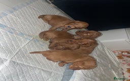 Cockapoo dogs for sale: 5 Stunning fox red Cockapoos (health tested) - Image 4