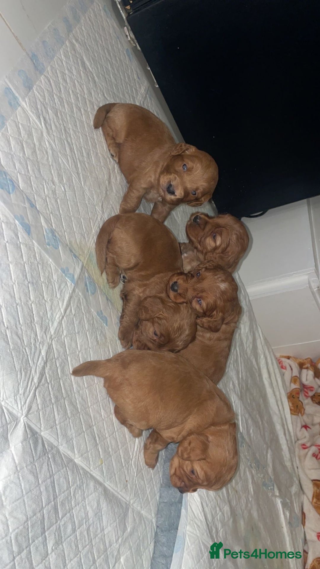 Cockapoo dogs for sale: 5 Stunning fox red Cockapoos (health tested) - Image 4